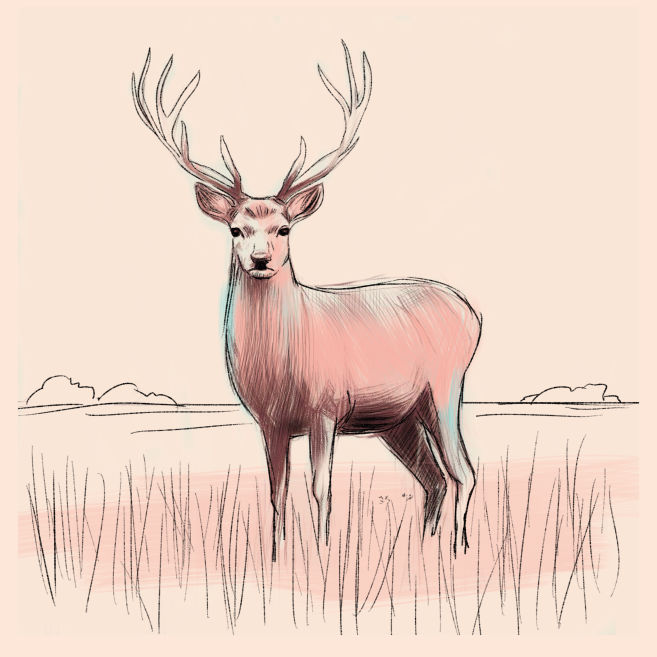 Illustration für Buchcover